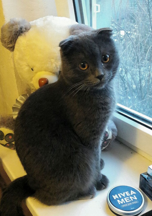 Коты и Кошки