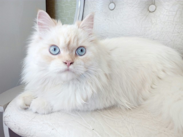 Коты и Кошки