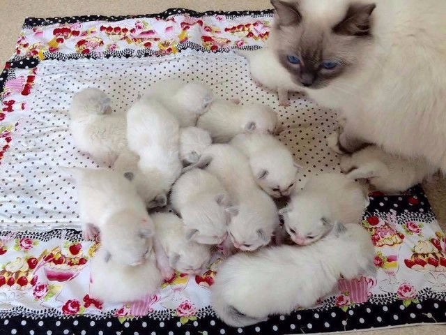 Коты и Кошки