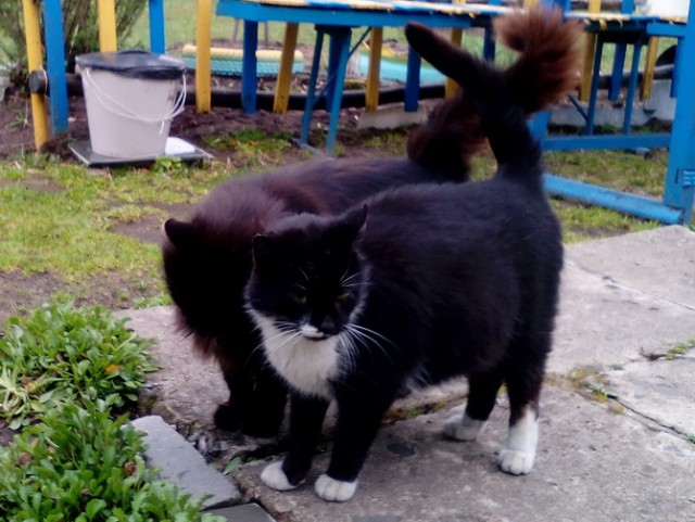 Котовторник 1.08.17