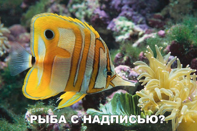 Подборка интересных и веселых картинок