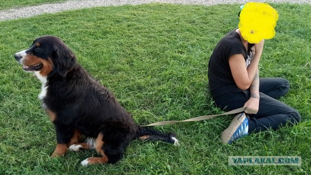 Кто как собаку выбирал