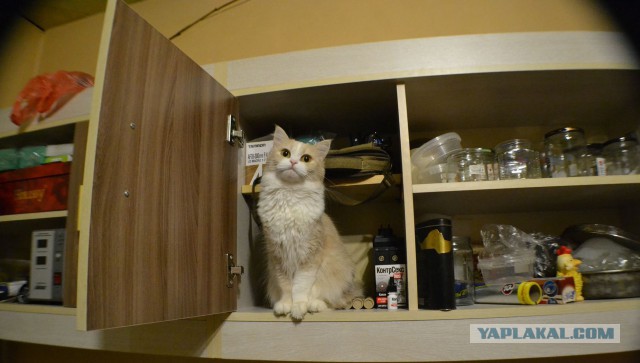 Котовторник  05.12.2017