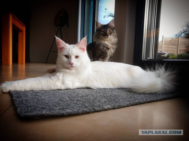 Котовторник  19.12.2017