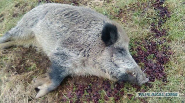 Прирученный кабан в Польше пропал на неделю и вернулся домой пьяным