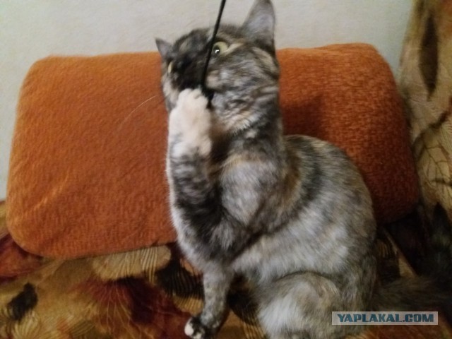Котовторник 02.01.2018