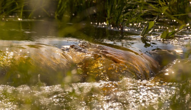 Просто Природа