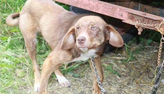 Его раздражали большие ушки?! Хозяин приковал пса к фургону, а всем соврал, что питомец болен