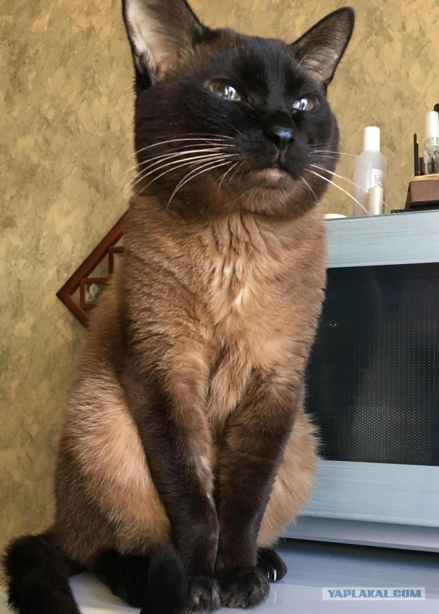 Получила я кота на сдачу...
