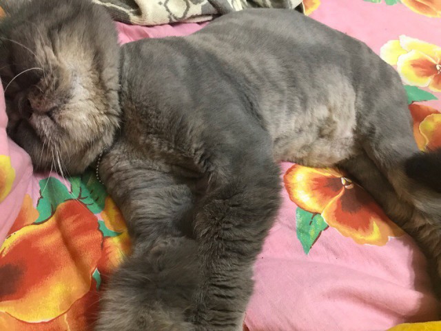 Котовторник 24.04.2018