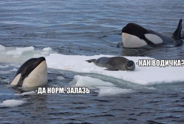 Нестандартный юмор