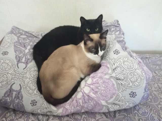 Котовторник  01.05.2018