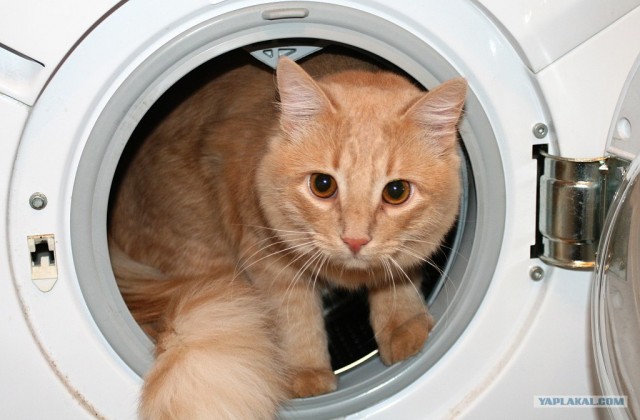 Котовторник: Кошки гаваны и другие!