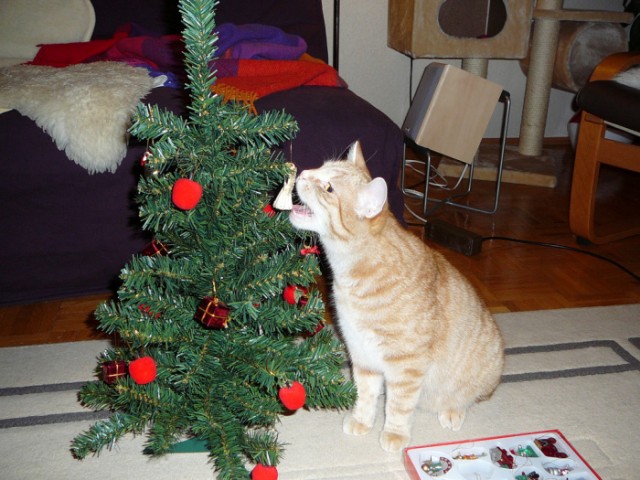 Новогодний КОТОВТОРНИК!