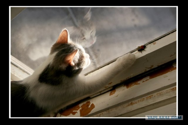 Котовторник (02.06.2009)