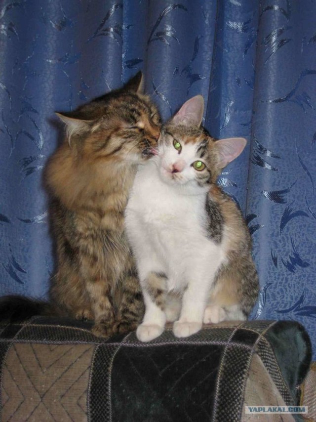 Сердечные коты