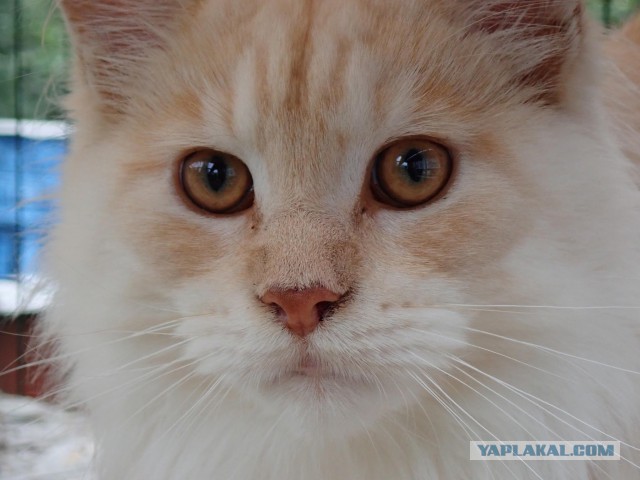 Котовторник 11.09.18.