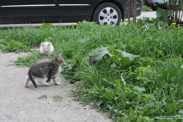Начинаем котовторник!