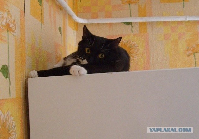 Котовторник (07.02.2012)