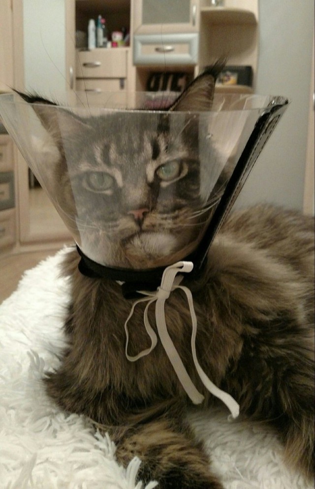 Прикольных котов пост