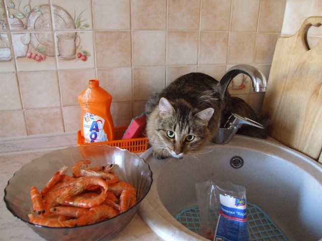 Котовторник  14.08.2012.