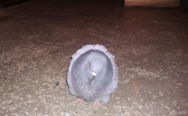 Птичья беда