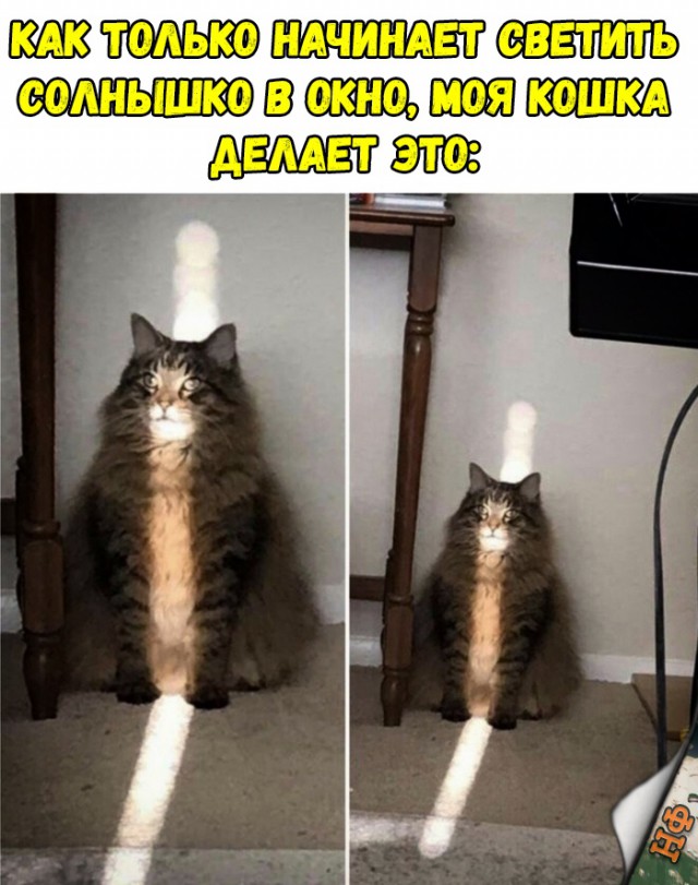 Забавные фото котеек