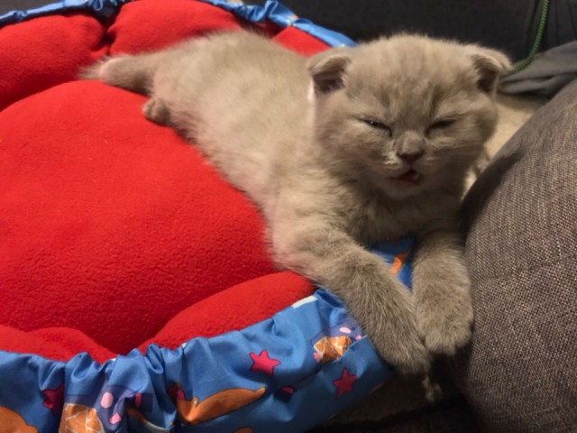 Забавные фото котеек