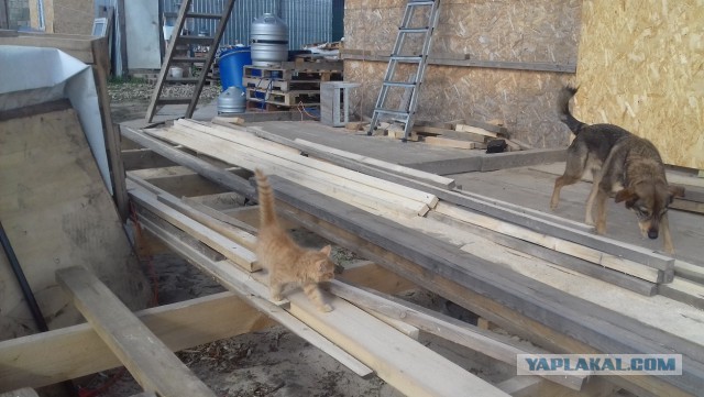 Девять причин, почему вам срочно надо завести кота