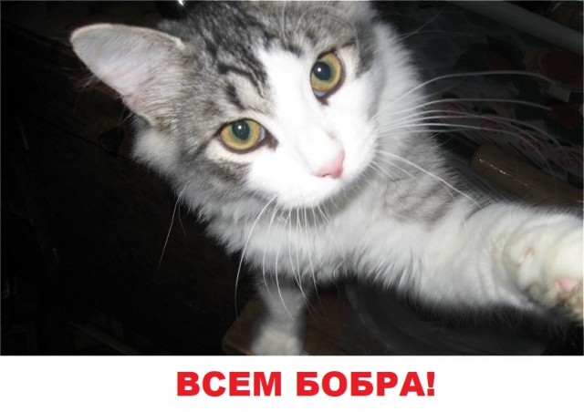 Какотики