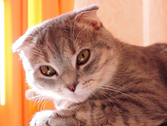 Котовторник от генерала мяу