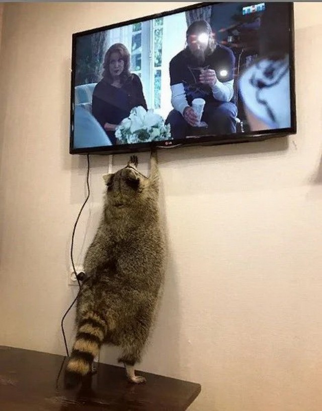 Живность из сети