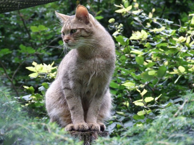 Котофеев пост