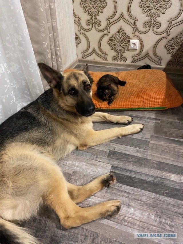Котовторник 14.07.2020
