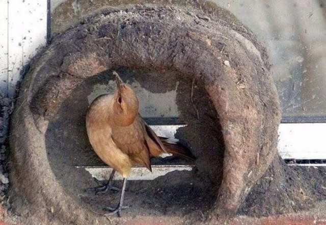 Эти забавные животные