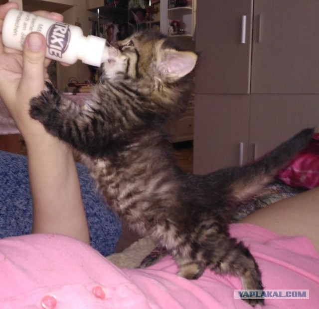 Котовторник?! Коты во вторник!