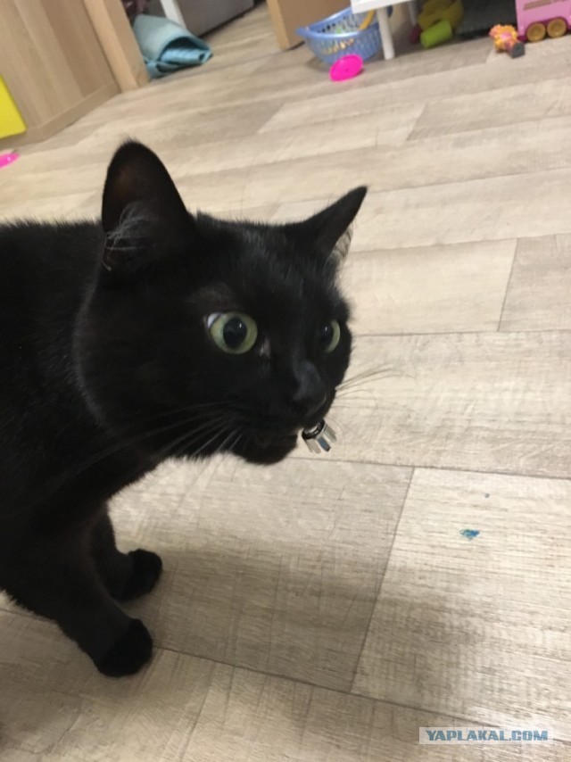 Котаны со странностями
