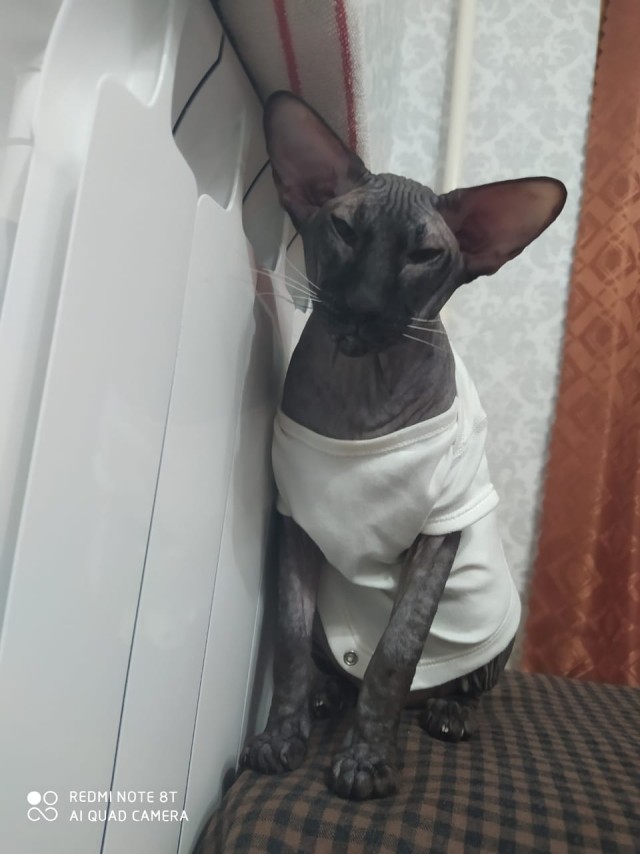 Котовторник. Добавляйте своих