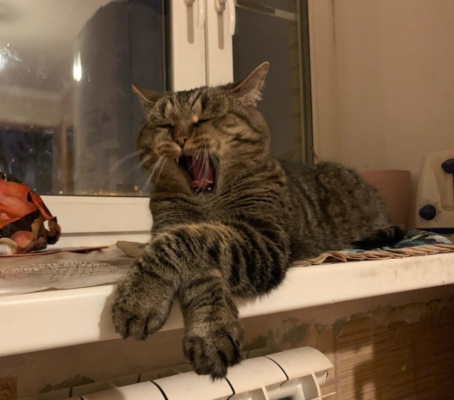 Котовторник. Добавляйте своих