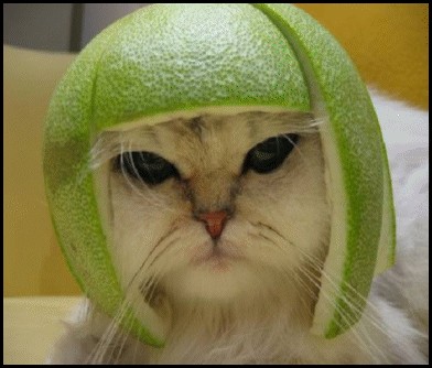 Любитель капусты