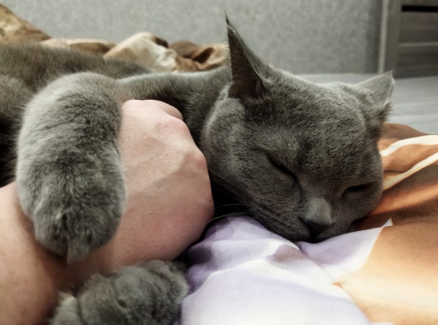 Котовторник!