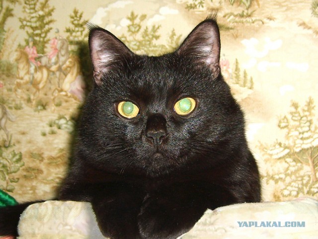 Даешь котовторник!