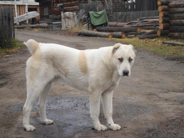 Собакены