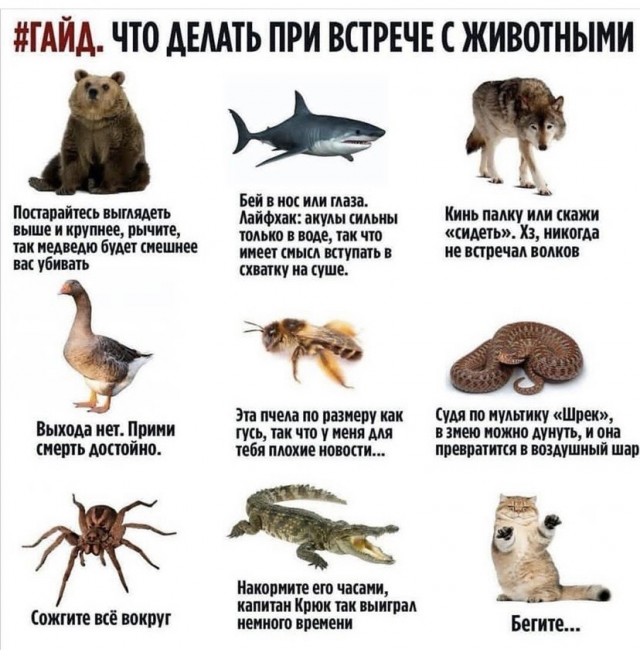 Картинки и мемы для настроения