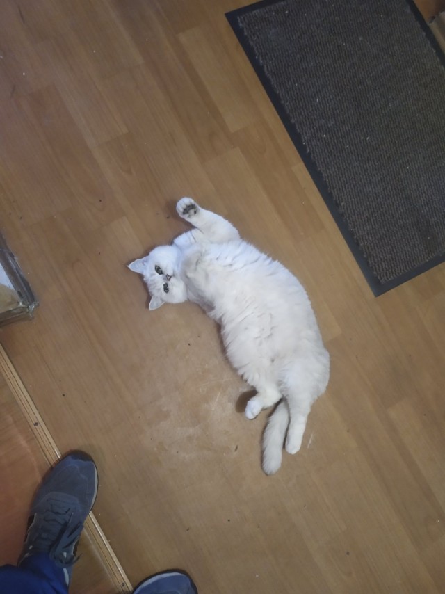 Котовторник (свои добавляем)