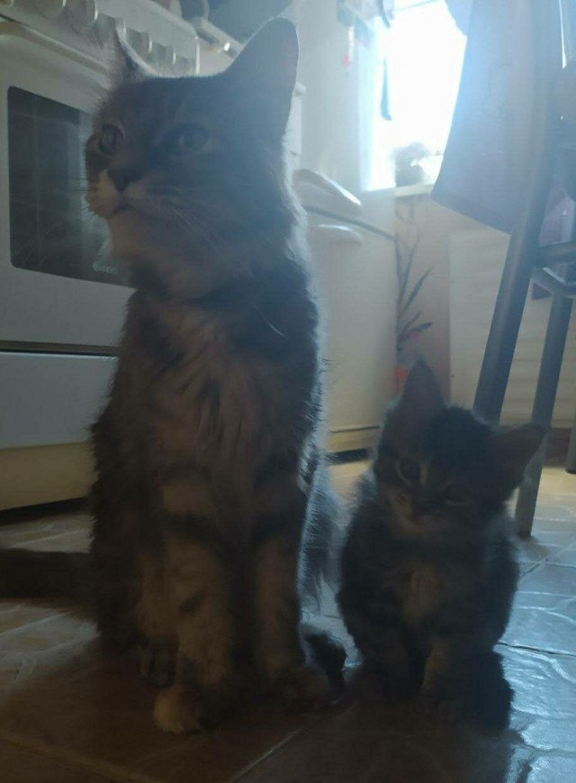 Котовторник 28.09.21