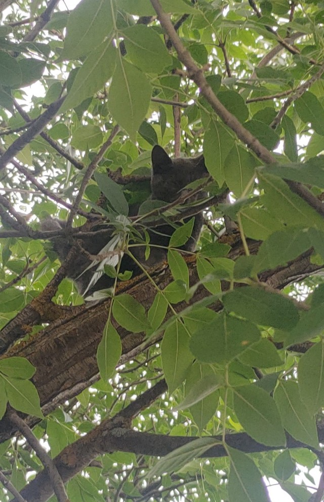 Пепел, он же Седой, он же Мышеед