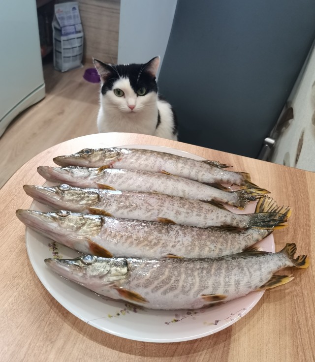 Котовторник 11.01.22