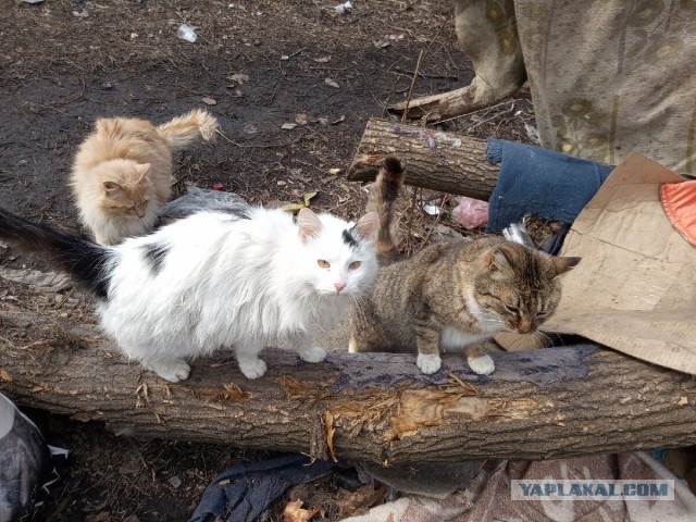 Котики в беде
