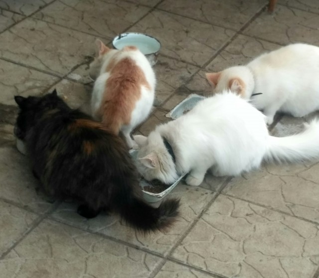 Котовторник ведь начался!
